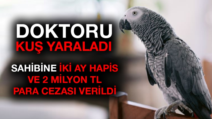 Doktoru yaralayan papağanın sahibine ceza yağdı!