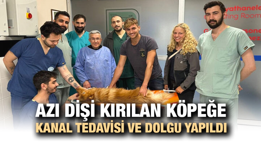 Azı dişi kırılan köpeğe kanal tedavisi ve dolgu yapıldı