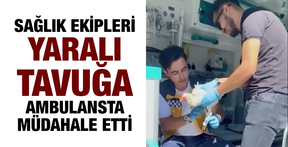 Sağlık ekipleri yaralı tavuğa ambulansta müdahale etti