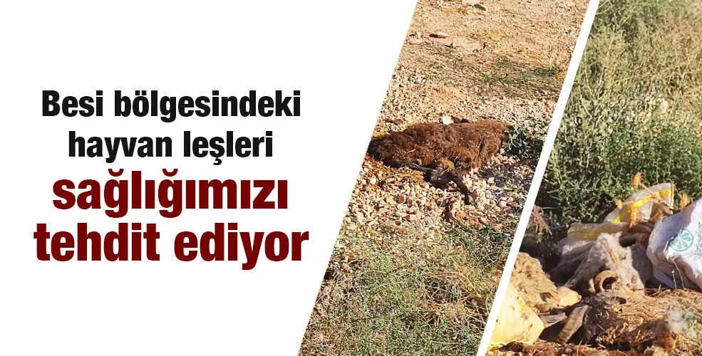 Besi bölgesindeki hayvan leşleri sağlığımızı tehdit ediyor