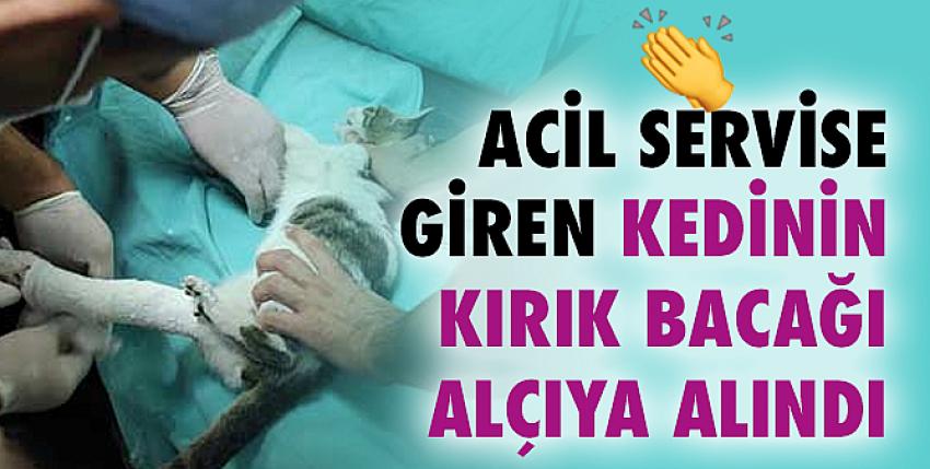 Acil servise giren kedinin kırık bacağı alçıya alındı