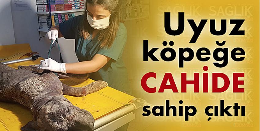 Uyuz köpeğe CAHİDE sahip çıktı