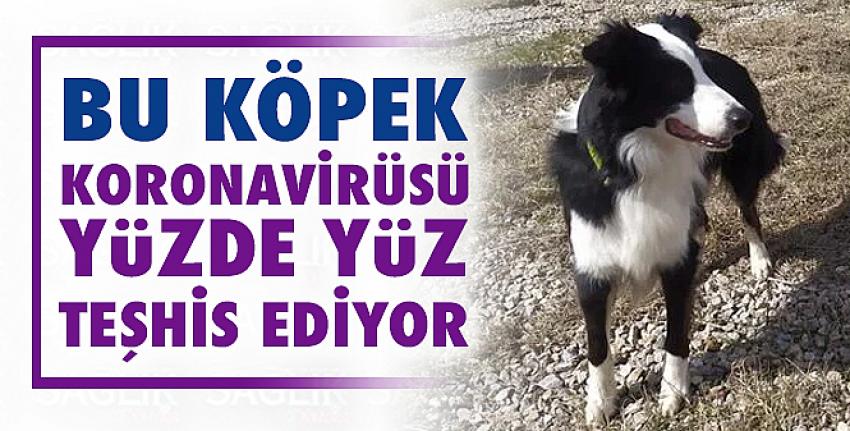 Bu köpek koronavirüsü teşhis ediyor!