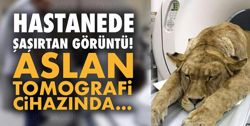 Hastanede şaşırtan görüntü! Aslan tomografi cihazında...