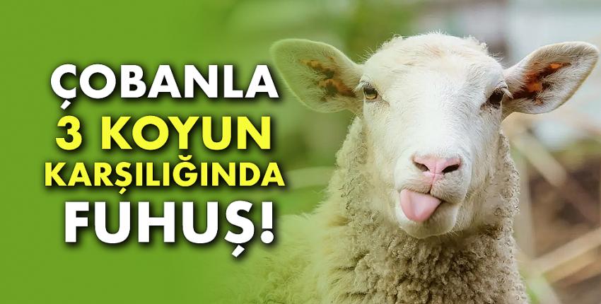 Çobanla 3 koyun karşılığında fuhuş!