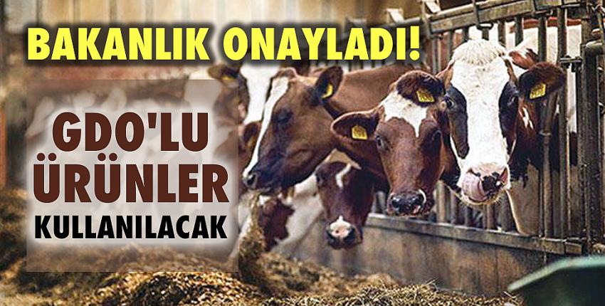 Bakanlık Onayladı! GDO