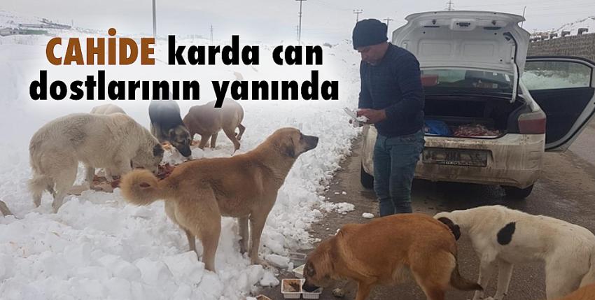 CAHİDE karda can dostlarının yanında